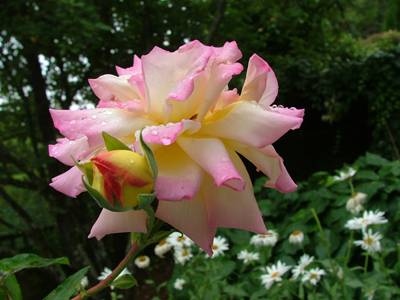 roses et perles matinales par man'Annie 